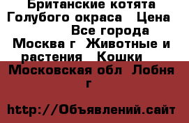 Британские котята Голубого окраса › Цена ­ 8 000 - Все города, Москва г. Животные и растения » Кошки   . Московская обл.,Лобня г.